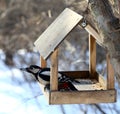 Woodpecker Royalty Free Stock Photo