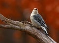 WOODPECKER IN THE FALL Royalty Free Stock Photo