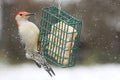 Woodpecker on a Feeder