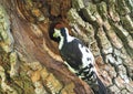 A woodpecker is feeding its chick