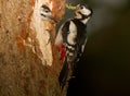 Woodpecker feeding young