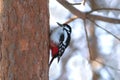 Woodpecker find food on pine trunk in wint