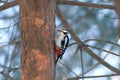 Woodpecker find food on pine trunk in winter fores