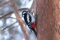 Woodpecker find food on pine trunk in winter fores