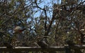 Woodpecker flies between the branches