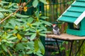 A Woodpecker Gathers Food From A  Bird House And Sits On A Table Next To The House