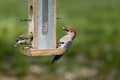 Woodpecker and Goldfinch Feeding Royalty Free Stock Photo