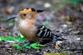 A woodpecker on the ground looking for something to eat