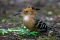 A woodpecker on the ground looking for something to eat