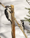 Woodpecker Photo and Image. Hairy couple on a tree branch with a white background in their environment and habitat surrounding Royalty Free Stock Photo