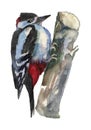 The Woodpecker. Watercolor hand painted drawing of bird