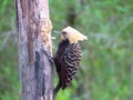 Woodpecker head yellow pecking rotten trunk