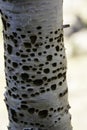 Woodpecker holes on birch tree in Custer State Park.