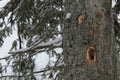 Woodpecker holes in a large tree