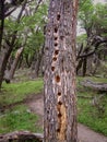 Woodpecker holes in tree trunk Royalty Free Stock Photo