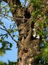 Woodpecker in the hollow and starling on a tree branch