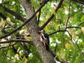 Woodpecker is hollowing out a tree trunk Royalty Free Stock Photo