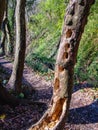Woodpecker hollows into a dry tree. Royalty Free Stock Photo