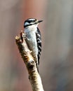 Woodpecker Image and Photo. Close-up profile view perched on a twig with colourful background in its environment Royalty Free Stock Photo