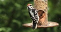 Woodpecker-inspector