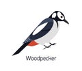 Woodpecker isolated on white background. Beautiful forest omnivorous bird, woodland inhabitant. Funny birdie. Avian Royalty Free Stock Photo