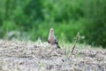Common hoopoe or upupa looking for easy food Royalty Free Stock Photo