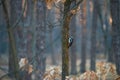 Woodpecker looking for food in beautiful evening light Royalty Free Stock Photo