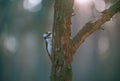 Woodpecker looking for food in beautiful evening light Royalty Free Stock Photo