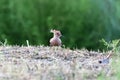 Common hoopoe or upupa looking for food on the ground