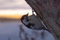 Woodpecker looking for a place for slotting Royalty Free Stock Photo