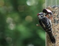 Woodpecker 1