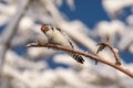 Woodpecker motley branch snow winter Royalty Free Stock Photo