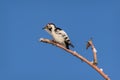 Woodpecker motley branch snow winter Royalty Free Stock Photo