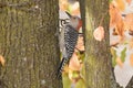 A woodpecker perched on a bracnh with fall colors in the background