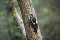 Woodpecker perched on a log in search of food