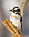 Woodpecker Photo and Image. Female bird standing on a twig branch with a blur background in its environment and habitat Royalty Free Stock Photo