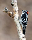 Woodpecker Photo and Image. Male on a birch tree trunk with a brown background in its environment and habitat surrounding Royalty Free Stock Photo