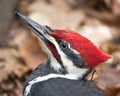 Woodpecker photo stock. Woodpecker head close-up profile view with a brown leaves background in its environment and habitat.