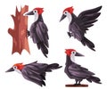 Woodpecker Picidae bird poses fly stand with red head white black color graphic illustration