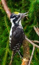 Woodpecker (Picoides tridactylus) Royalty Free Stock Photo
