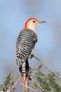 Woodpecker on a pine branch