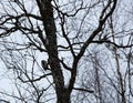 a woodpecker on a pine branch in a park in Noyabrsk in winter Royalty Free Stock Photo