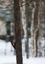 a woodpecker on a pine branch in a park in Noyabrsk in winter Royalty Free Stock Photo