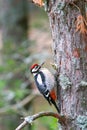 Woodpecker on pine trunk