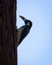 a woodpecker poking out from behind a tree branch Royalty Free Stock Photo