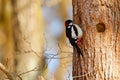 Woodpecker, Portrait Of Red Cap Bird Near Nest Hole. Great Spotted Woodpecker, Bird In The Habitat, Black And White Animal, Czech
