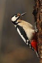 Woodpecker on a rotten wild cherry trunk Royalty Free Stock Photo