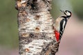 Great spotted Woodpecker Royalty Free Stock Photo