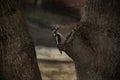 Woodpecker sits on a tree on the edge of a hollow Royalty Free Stock Photo