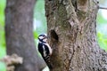 Cute Woodpecker on tree. Green forest background. Royalty Free Stock Photo